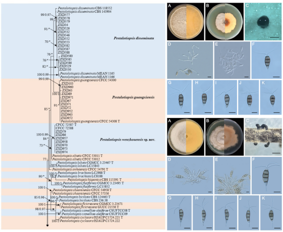 美女的隐藏部位是什么图片